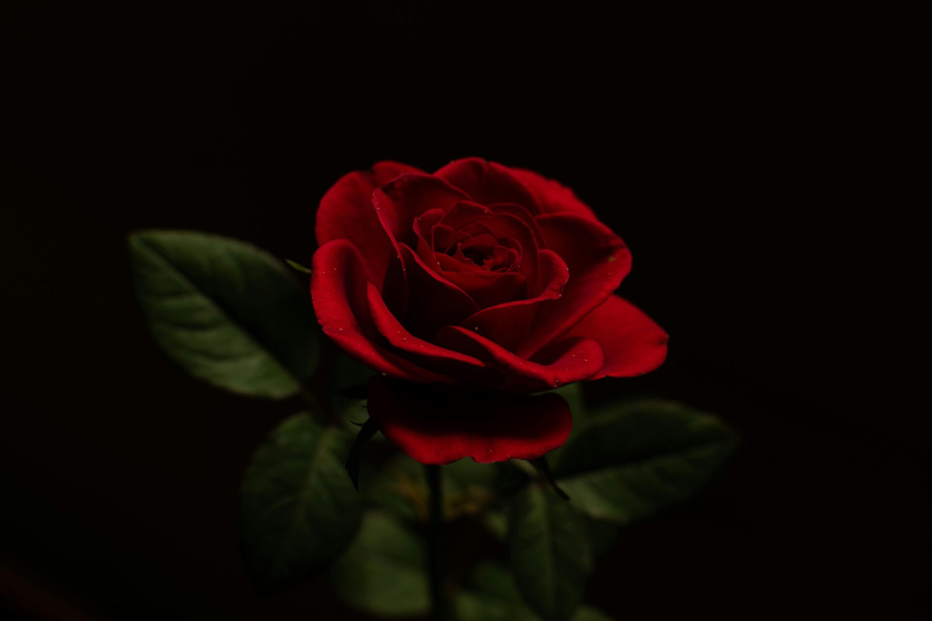 SINT ROSA